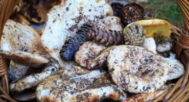 Houby okresu vzkříšení - jaké je bohatství oblasti